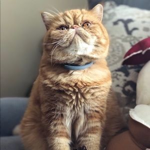 Meet your Posher, Connie